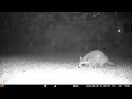 My NEW Trail Cam! 🎥 Deck Feeders, Stray Cats, and the Skunk Mission! 20260527 D
