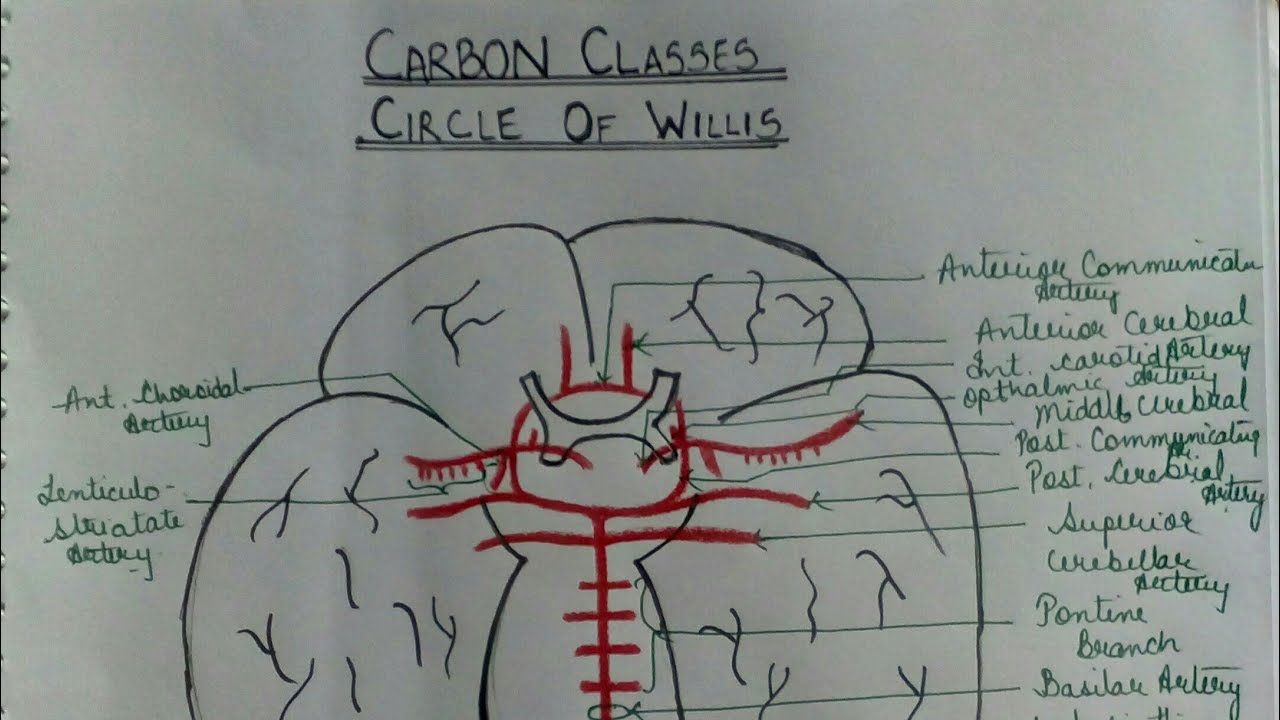Circle of Willis Easy Explaination Lec--1 - YouTube
