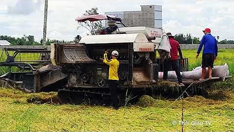 Máy gặt Yanmar AW-82V đang cắt lúa ngã