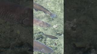 Ikan Kancra Penghuni Mata Air Ini ikankancra shorts
