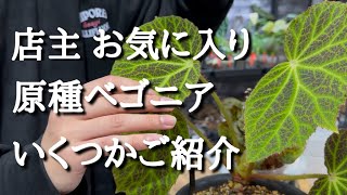 Introducing some of the owner's favorite native begonias - YouTube