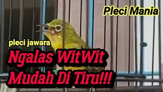 Masteran Pleci Nembak witwit mudah di tiru