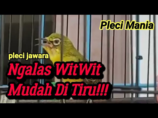 Masteran Pleci Nembak witwit mudah di tiru class=