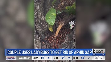 Solution to the sticky bug poop on cars? More bugs.