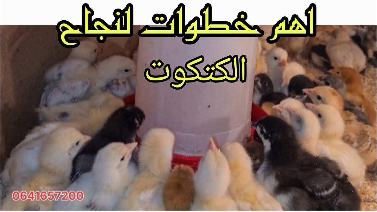 اليوم لقحنا كتاكيت الاسترالوب  الويندوات سلالات حرة لتفادي الفيروسات القاتلة مع شرح الطريقة الصحيحة