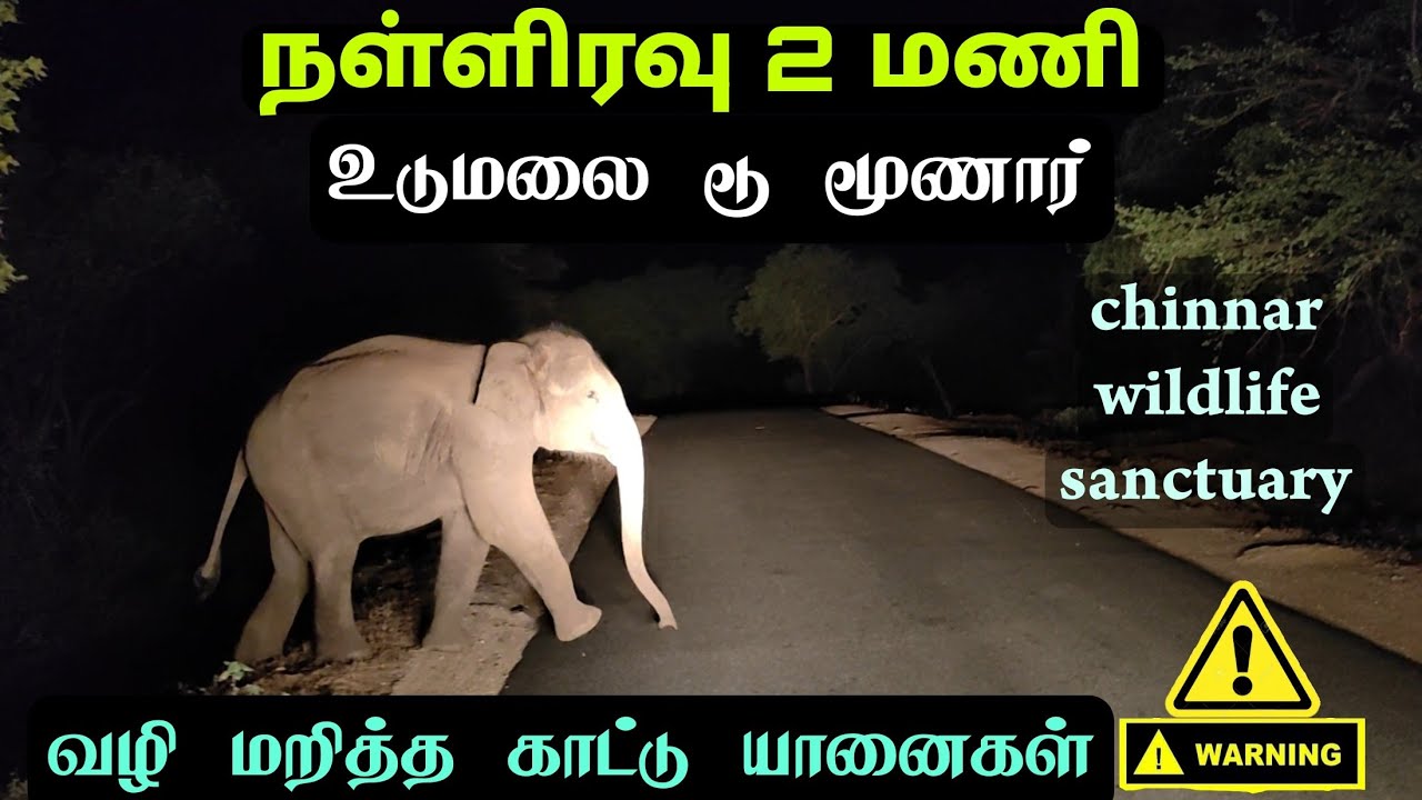உடுமலை டூ மூணார் நள்ளிரவு பயணம்|வழி மறித்த காட்டு யானைகள்|chinnar wildlife sanctuary|