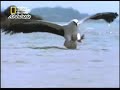 خلق ليفترس / المخالب