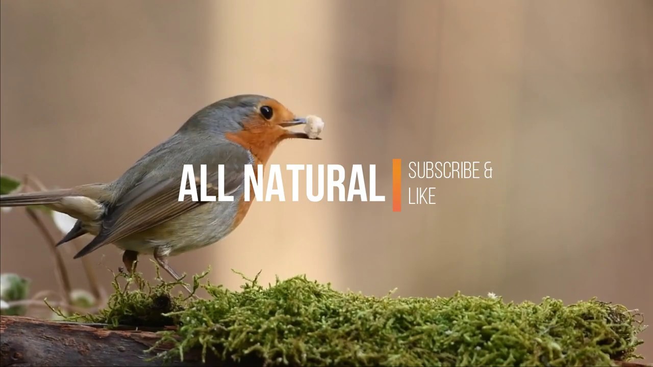 Bird sounds Relaxation - Nature sounds music for meditation - Birds ...