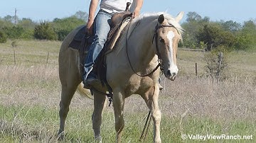 Cats Lil Tough Doc***For info, price, etc., go to our website*** Valley View Ranch