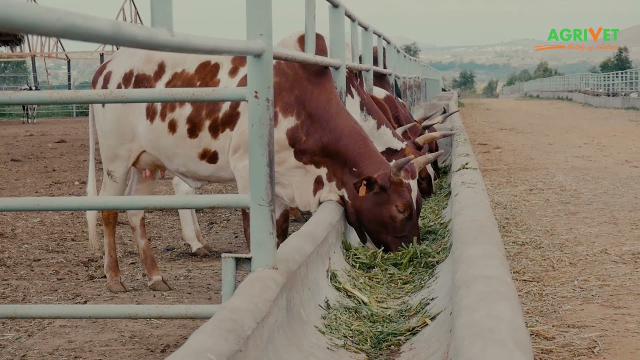 Agrivet / INVISO GROUP