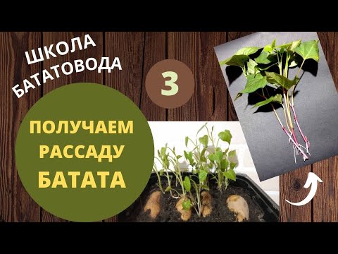 ШБ 3 Как получить рассаду батата