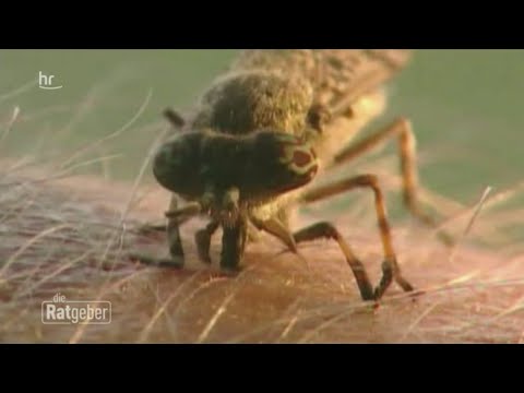 Video: Ein Fliege- Und Bremsenbiss - Die Folgen Eines Bisses Und Seiner Behandlung