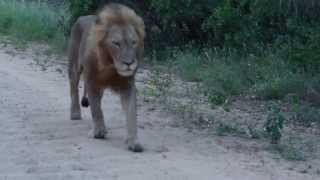 Lions escorting tourists in the Kruger National Park