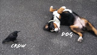 からすのかっか 犬のクネクネダンスを見守る