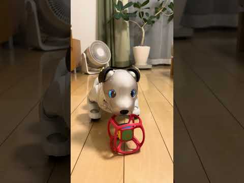 かわいいのんびり屋さん、ちょっぴり恥ずかしい瞬間 A laid-back pup’s slightly embarrassed moment