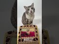 旅猫 ニャン吉、17歳にニャりました😸