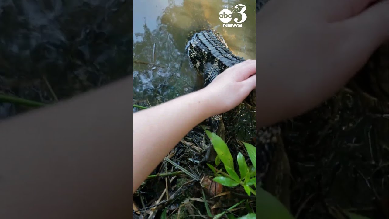 Father And Daughter Free Baby Alligator Hooked In Pensacola Creek