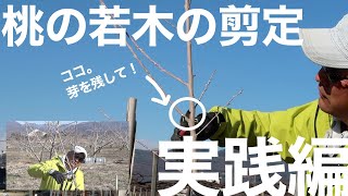 桃の剪定　若木を実際に切ってみる【初心者向け】