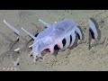 15 Most Mysterious Deep Sea Creatures! (Blobfish, Giant Squid & More) 🌊@Marinefaunaa