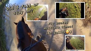 NAUGHTY! | Hack | GoPro | Equinemaddie