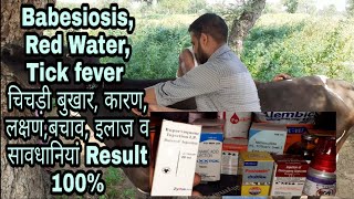 Babesiosis, Red Water, Tick Fever पशुओं में होने वाले रोग के कारण, लक्षण, बचाव व इलाज व सावधानियां ?