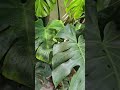 Humongous Monstera Borsigiana Plant leave fenestation love shortvideo short video @margaretchiew 