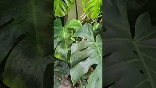 Humongous Monstera Borsigiana Plant leave fenestation love shortvideo short video @margaretchiew ‎