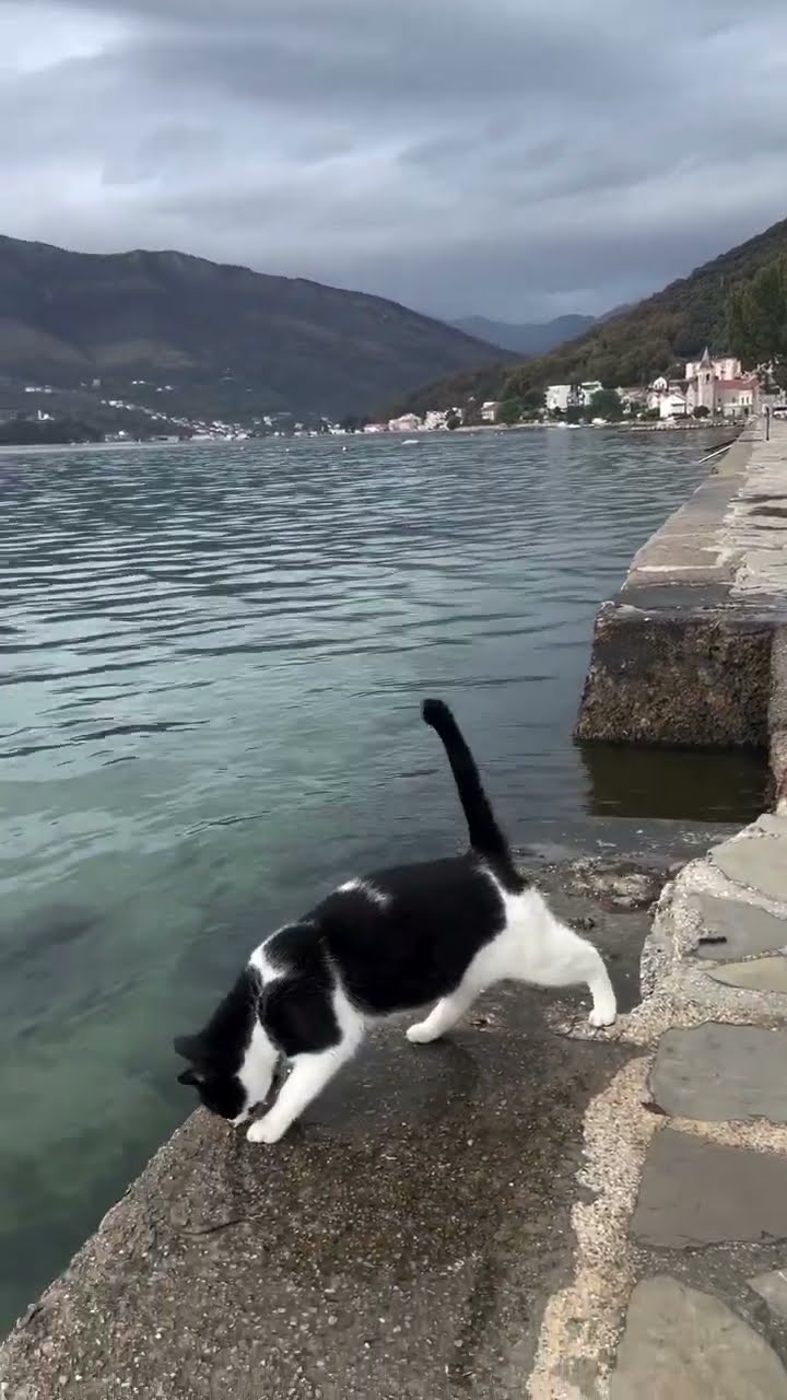 C magnifique vidéo chat