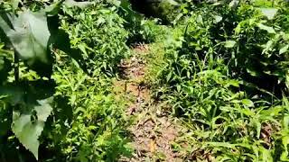 story Wa so So Ho Ha Vita Alvia  Pergi Hilang U0026 Lupakan so So Ho Ha