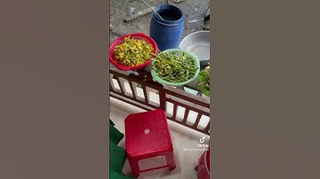 Về đồng tháp là được ăn món ăn đặc sản lẩu mắm cá linh non đầu mùa nước nổi