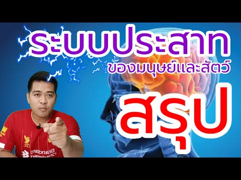 ระบบประสาทของมนุษย์เเละสัตว์ | วิทย์พื้นฐาน ม.2