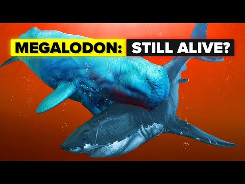 Does The Megalodon Shark Still Live?