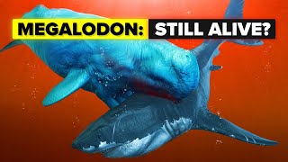 Does The Megalodon Shark Still Live? Does The Megalodon Shark Still Live?