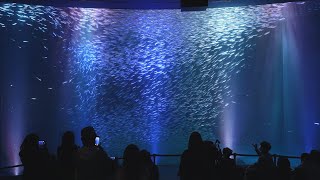 マイワシ1万5千匹投入 名古屋港水族館の大水槽