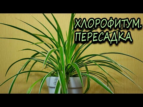 Как пересадить хлорофитум