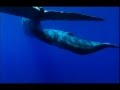 YouTube - ORCAS (KILLER WHALES) VS SPERM WHALES