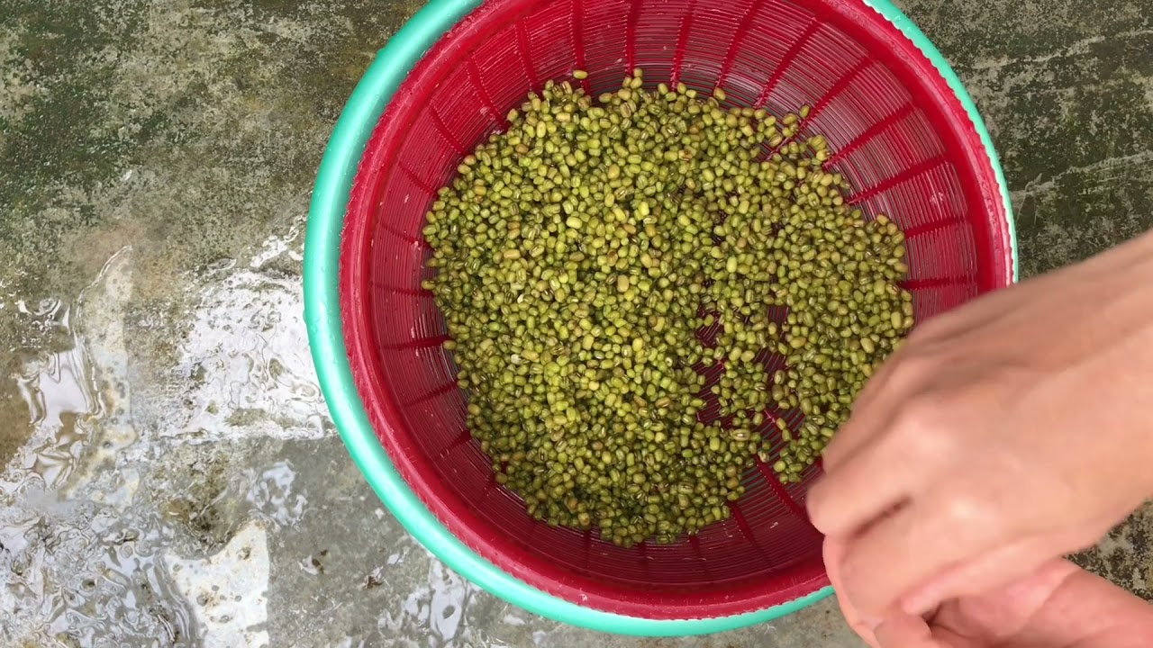 CÁCH LÀM SKE 01 - KÍCH THÍCH NẢY MẦM, KÍCH RỄ CẤP TỐC