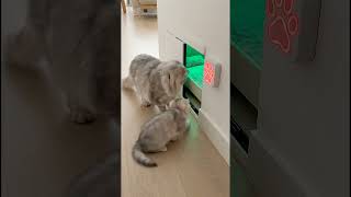 Whats Behind The Secret Cat Door?