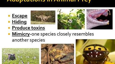 Chapter 20 Power Point Video