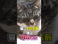 絶対やめて！猫につけてはいけない名前5選 #猫雑学 #猫 #ねこたんの解説