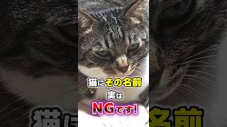 絶対やめて！猫につけてはいけない名前5選 #猫雑学 #猫 #ねこたんの解説