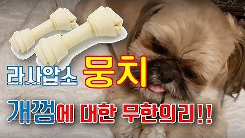 대박귀여움~Lhasa Apso moongchi 라사압소 뭉치의 개껌에 대한 의리!!