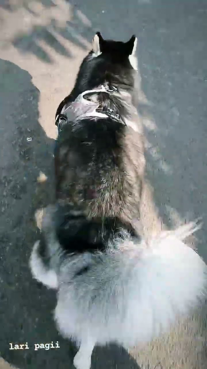 I'm happy #husky #dogs #huskylife #huskies #dog #cute #funny #pets