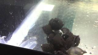 Cuttlefish eggs Sepia Officinalis
