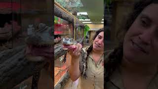 Chompers is one big and bad Gator🤩