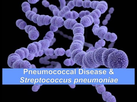 Pneumococcal Disease & Streptococcus pneumoniae