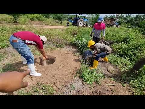 Video: Kaedah tanpa tanah menanam anak benih: teknologi, ulasan