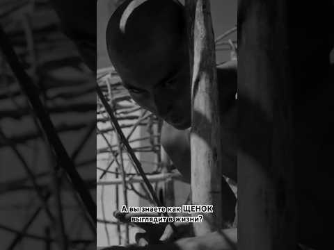 Название сериала : 1286. Смотрите на канале 'Пацанские истории' #1286 #1286сериал