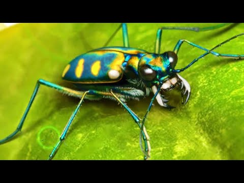 Видео: The Ants. Золотистый Жук-Скакун
