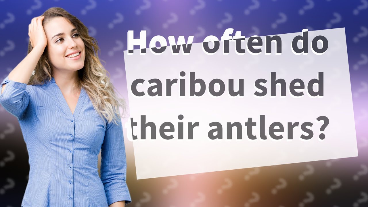 How Often Do Caribou Shed Their Antlers YouTube how-often-do-caribou-shed-their-antlers-youtube